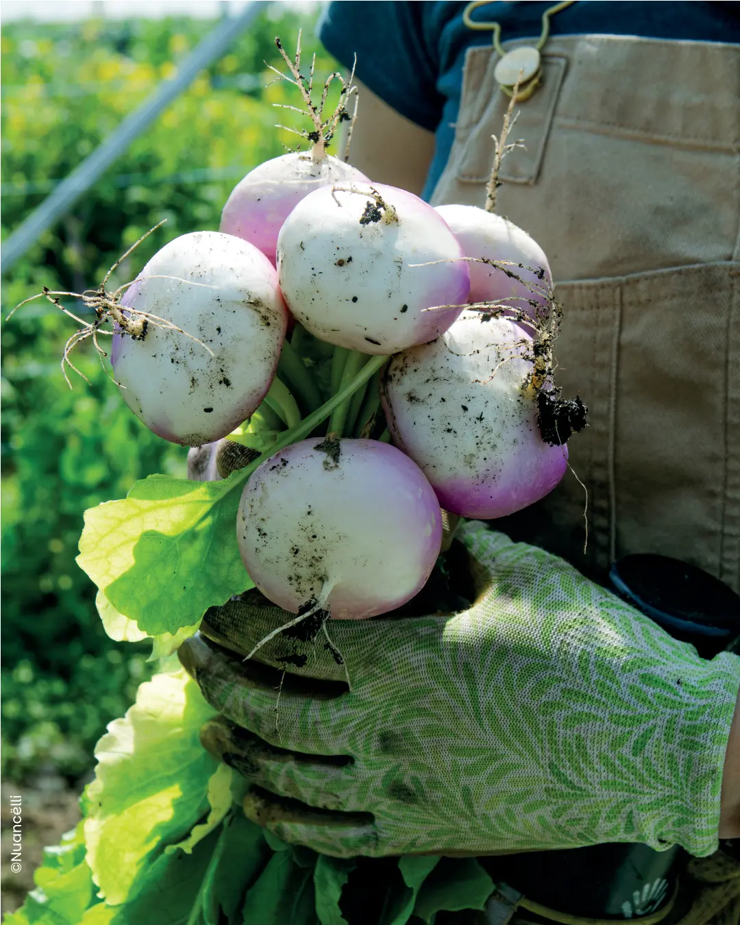 BIAU POTAGER